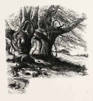 The Forest Scenery of Great Britain: Burnham Beeches, UK