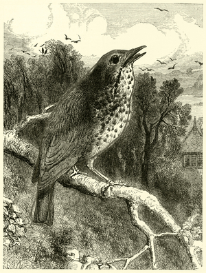 The Thrush (engraving)