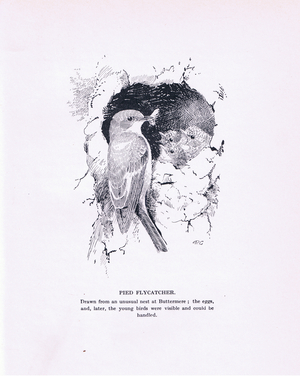 Pied Flycatcher and young (litho)