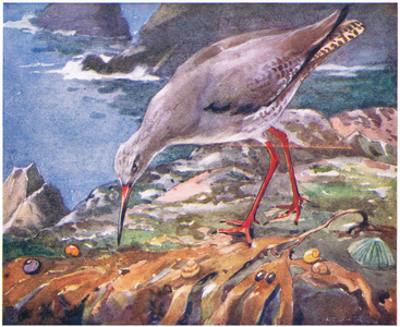 Redshank feeding on winkles, 1956 (colour litho)