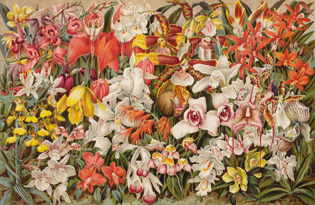 Orchid house (chromolitho)