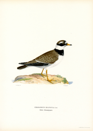 Common Ringed Plover (colour litho)