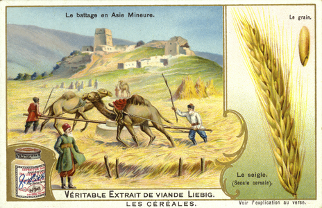 Threshing rye in Asia Minor (chromolitho)