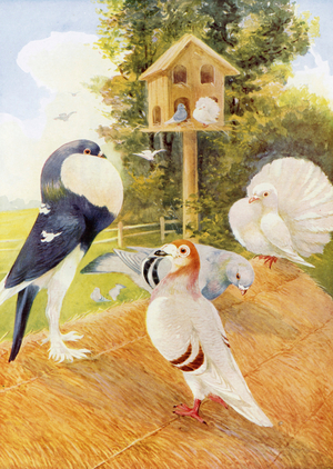 Pigeons (colour litho)