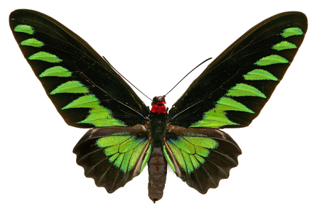 Trogonoptera brookiana