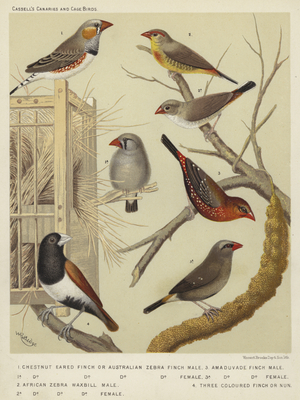 Chestnut Eared Finch or Australian Zebra Finch, Male, Female, African Zebra Waxbill, Male, Female, Amaduvade Finch, Male, Female, Three Coloured Finch or Nun (colour litho)