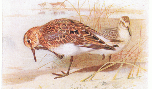 Sanderling, from Birds of the British Isles and Their Eggs published by Frederick Warne & Co Ltd, 1958 (colour litho)