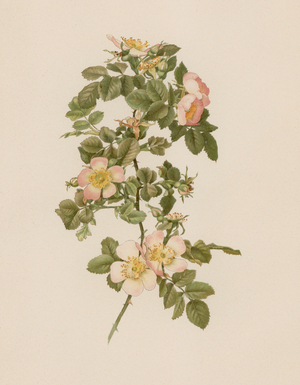 English Rose (colour litho)