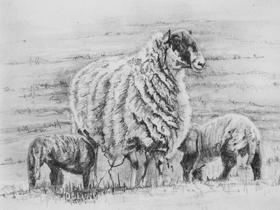 Proud Ewe, 2012 (pencil drawing)