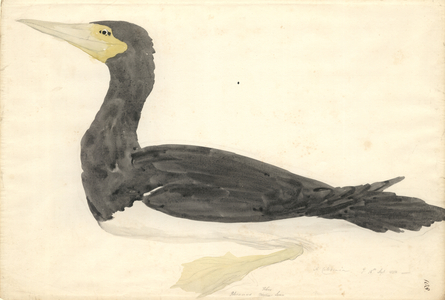Sula leucogaster
