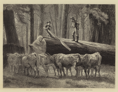 An Artist's Notes in California, Logging, the Cross-Cut Sawyer (engraving)