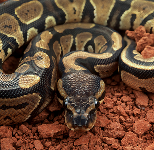 Royal python (photo)