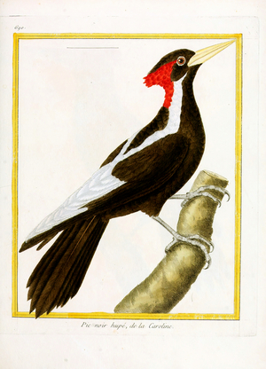 Black Crested Woodpecker from Carolina (print)