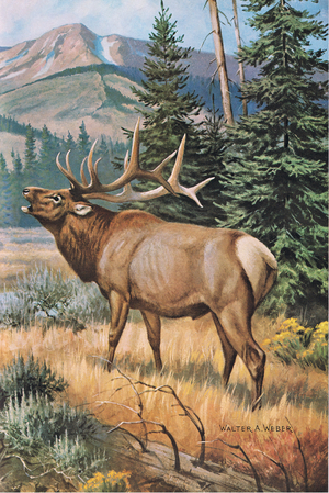 American Elk or Wapati-bull bugles a challenge