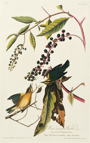 Helmitheros vermivoru, worm-eating warbler, Plate 34 from John James Audubon's Birds of America, original double elephant folio, 1827-30 (hand-coloured aquatint)