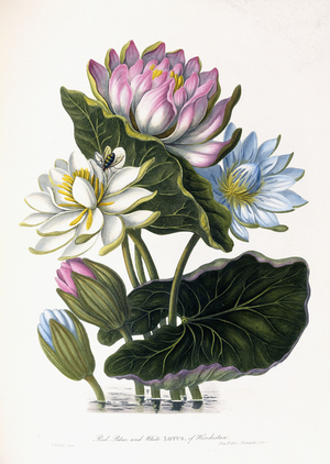 Red, Blue, and White Lotus, of Hindostan, 1781 (hand-coloured engraving)