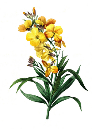 Golden varnish, Erysimum cheiri, is a species of plant in the genus Celandine