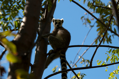 Ring Tailed Lemur (photo)