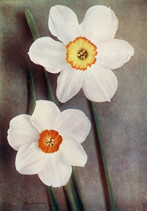 Daffodil (colour photo)