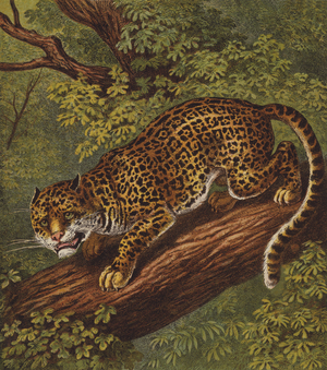 Jaguar (colour litho)