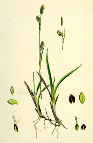 Carex Vaginata Short Brown-Spiked Sedge