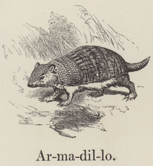 Armadillo (engraving)