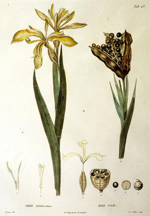 Fetid Iris, engraved by L. J. Allais (hand-coloured engraving)