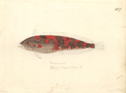 Clinus superciliosus