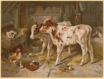 Two Calves (colour litho)