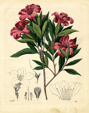 Flowering Rhododendron with Detailed Drawings (hand-coloured engraving)