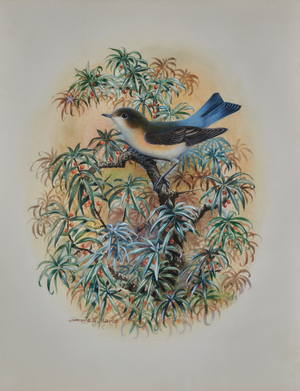 Red-Flanked Blue Tail, 20th century (Watercolour)