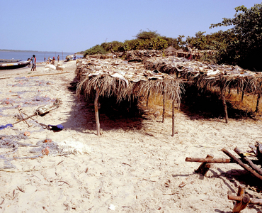 Fish lies out to dry, 1997 (photo)