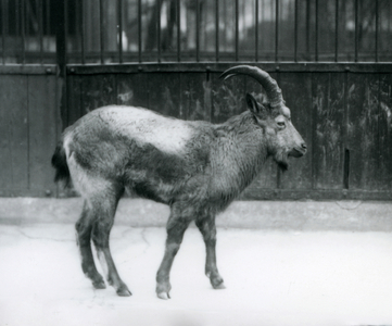 A Himalayan Ibex standing at London Zoo, 1927 (b/w photo)