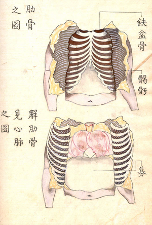 A Japanese anatomical and medical text
