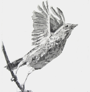 Song Thrush Taking Flight, 2013 (etching)