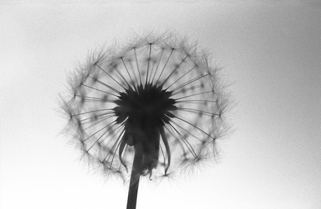Fairy (photo)