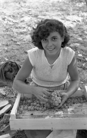 BITTER GRAPES - WORLD WITH SCISSORS, 1954 (photo)