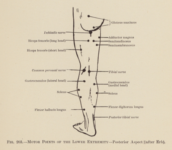 Motor Points of the Lower Extremity, Posterior Aspect (litho)