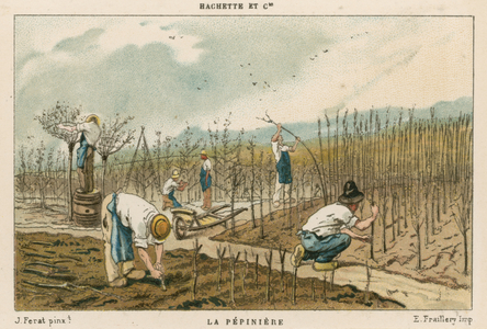 Tree nursery (colour litho)