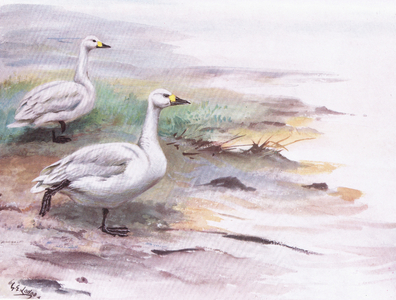 Bewick's Swan (litho)