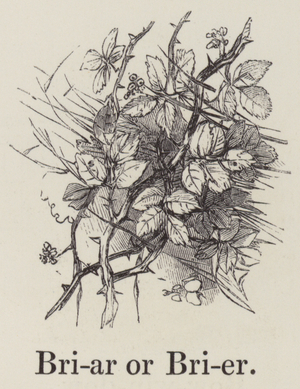 Briar or Brier (engraving)