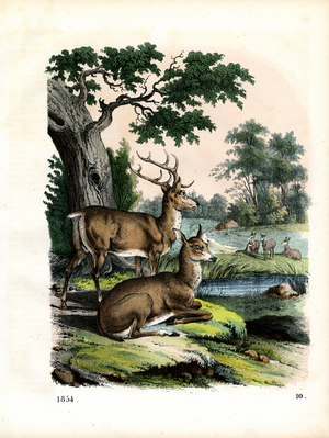 Red Deer Stag and Hind at the Forest Edge (hand-coloured litho)