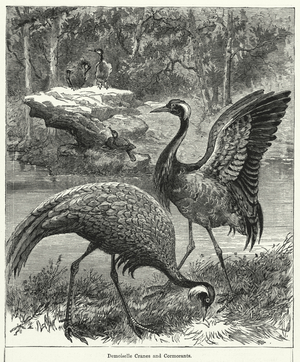 Demoiselle Cranes and Cormorants (engraving)