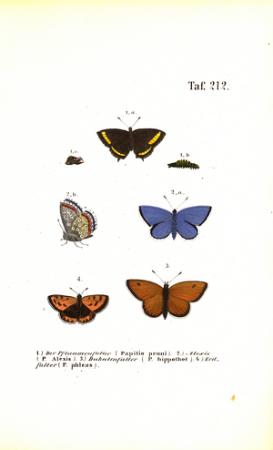 European butterfly species, 1850 (lithography)