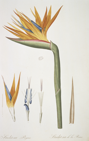 Strelitzia reginae: bird of paradise (engraving)