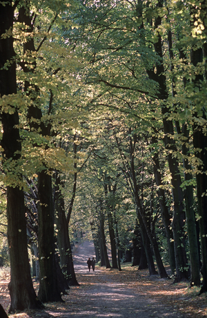 Couple walking along tree lined avenue on Hampstead Heath, North London, England, UK (photo)