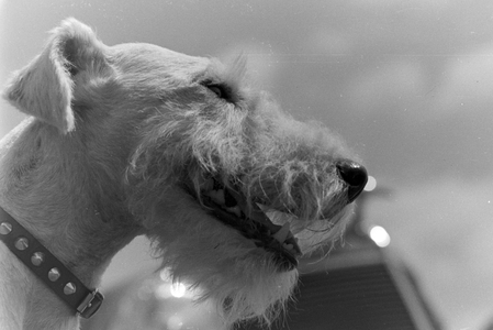 Vacation by car and with the dog, Germany 1930s (b/w photo)