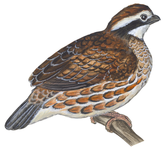 Bobwhite