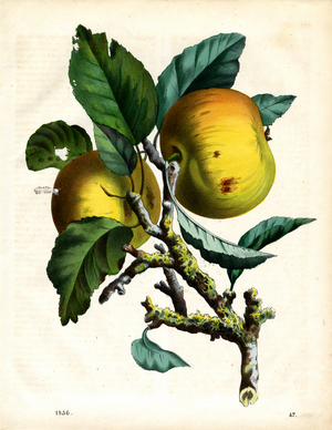 Golden Yellow Apples on a Branch (litho)