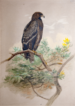 Spotted Eagle (Aquila clanga), 1856-67 (w/c on paper)